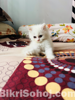 Persian male kittens